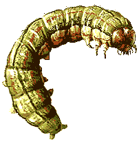 Armyworms